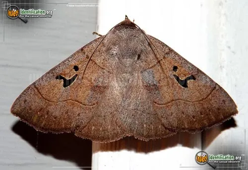 Brown Panopoda Moth - photo 2