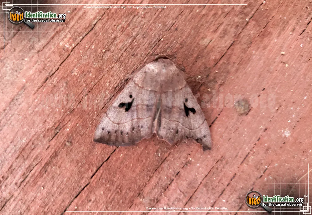 Brown Panopoda Moth - photo 3