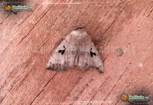 Brown Panopoda Moth - photo 4
