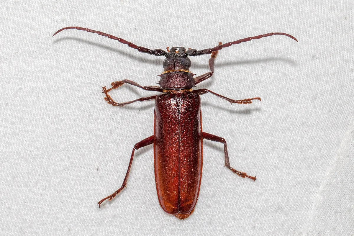 Brown Prionid Beetle - photo 3