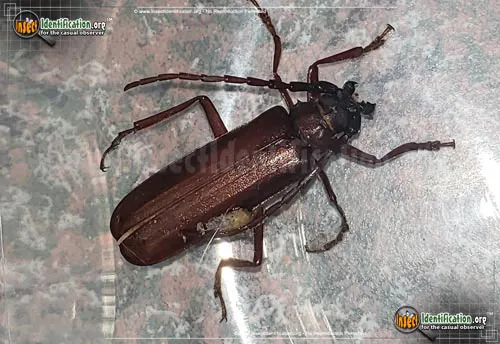Brown Prionid Beetle - photo 4