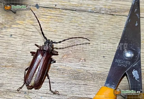 Brown Prionid Beetle - photo 5