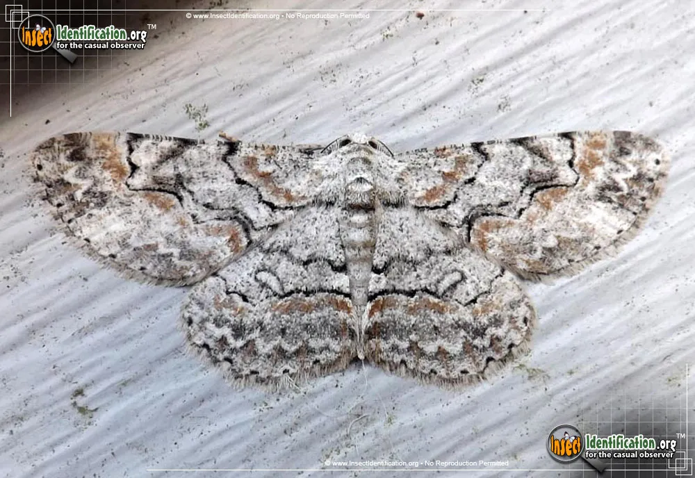 Brown-shaded Gray