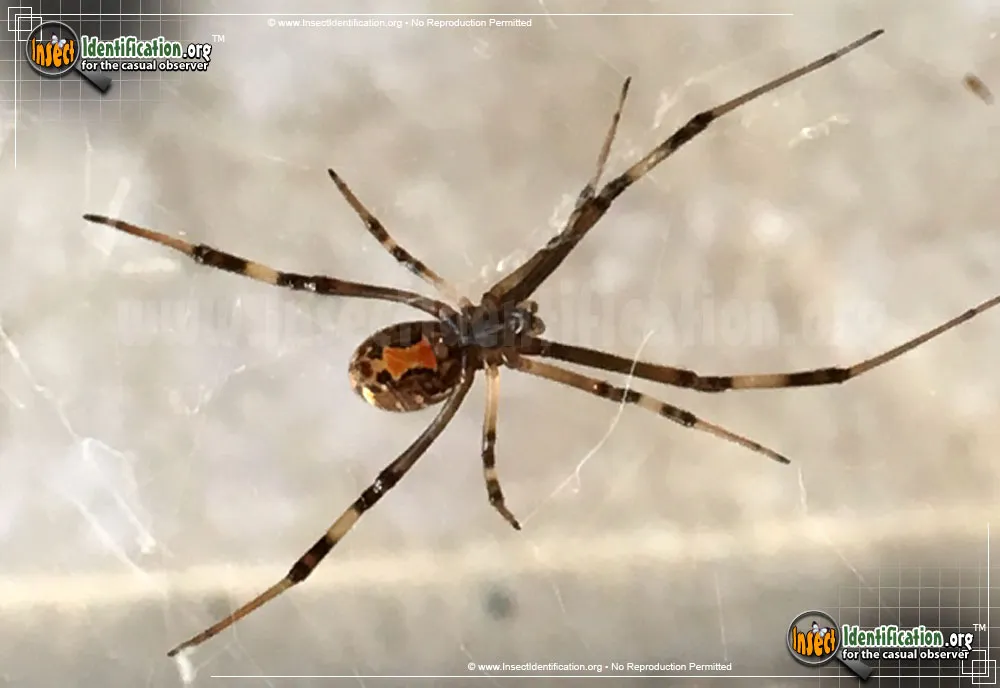 Brown Widow - photo 2