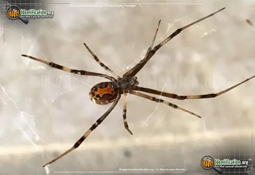 Brown Widow - photo 3