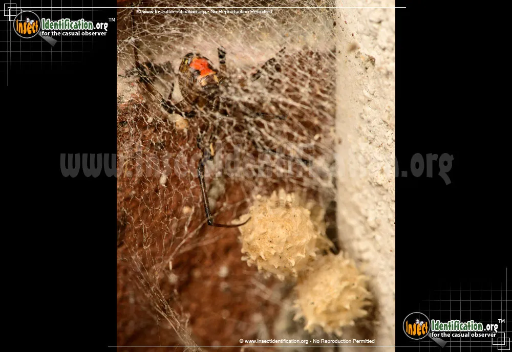 Brown Widow - photo 4