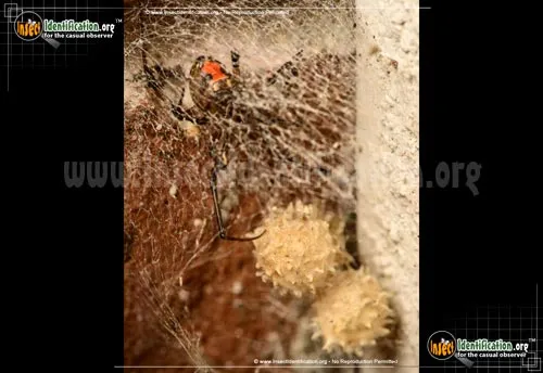 Brown Widow - photo 5