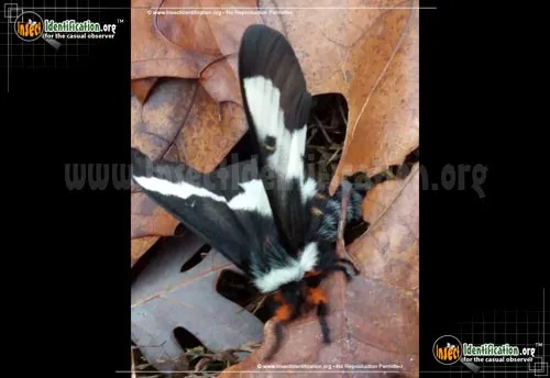 Buck Moth - photo 2