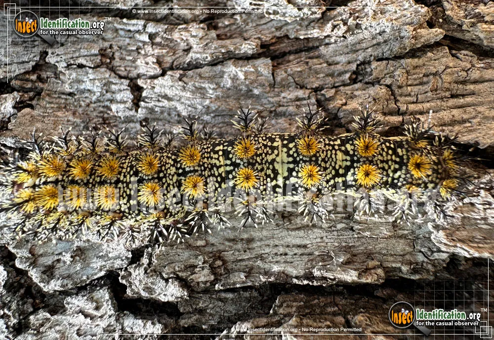 Buck Moth - photo 3