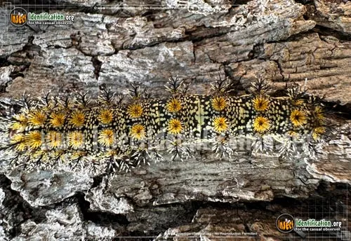 Buck Moth - photo 4