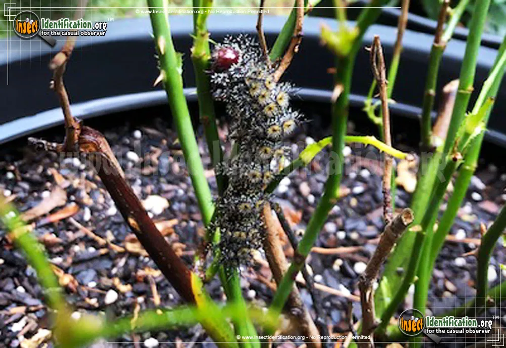 Buck Moth - photo 5