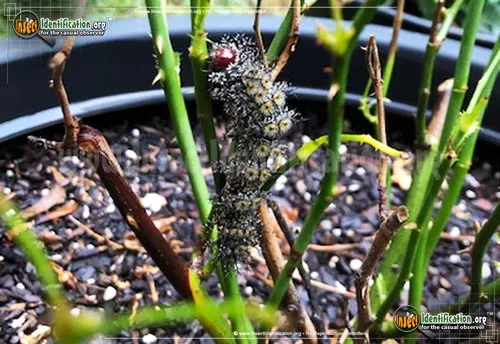 Buck Moth - photo 6