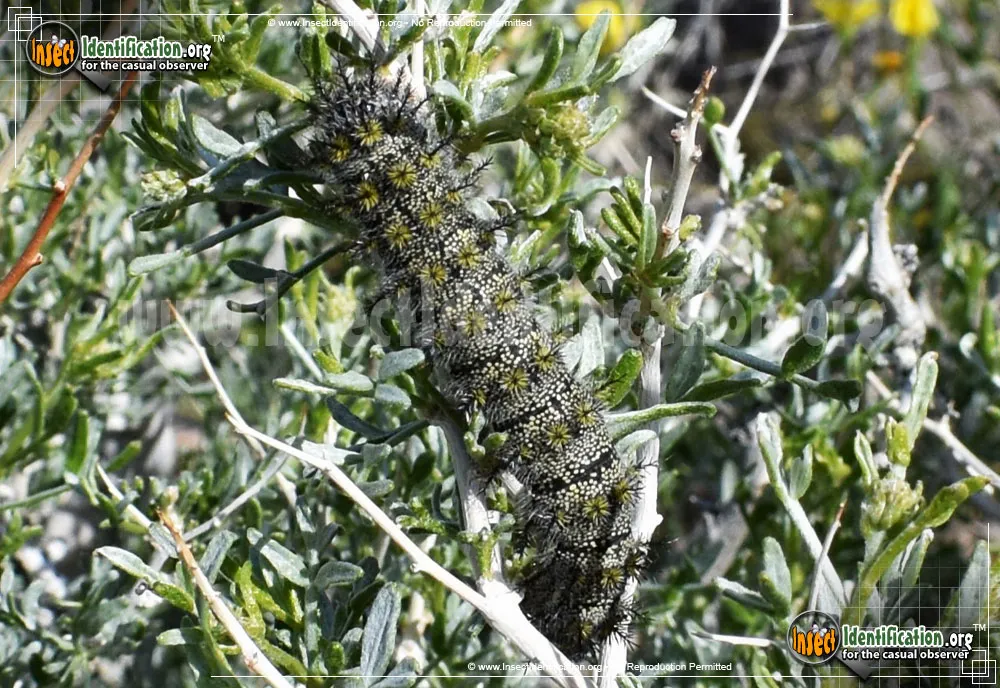 Buck Moth - photo 7
