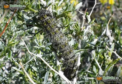 Buck Moth - photo 8