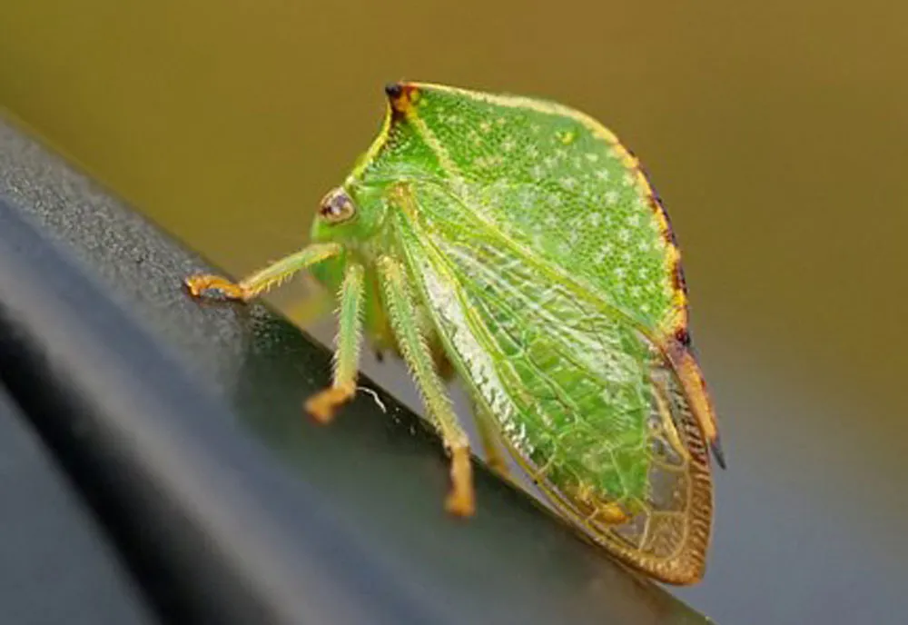 Buffalo Treehopper - Stictocephala spp.