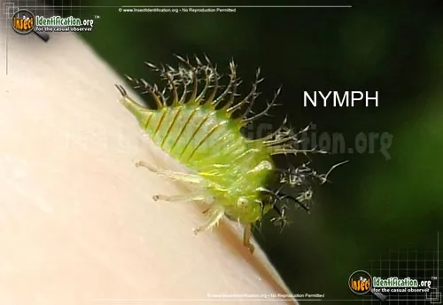 Buffalo Treehopper - photo 4