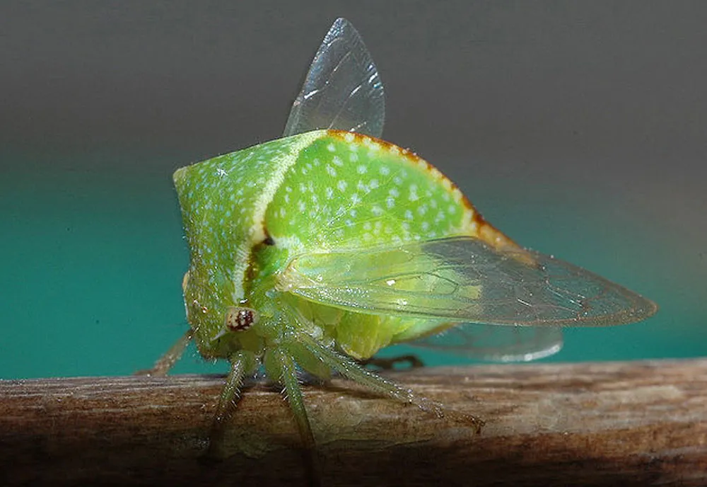 Buffalo Treehopper - photo 5