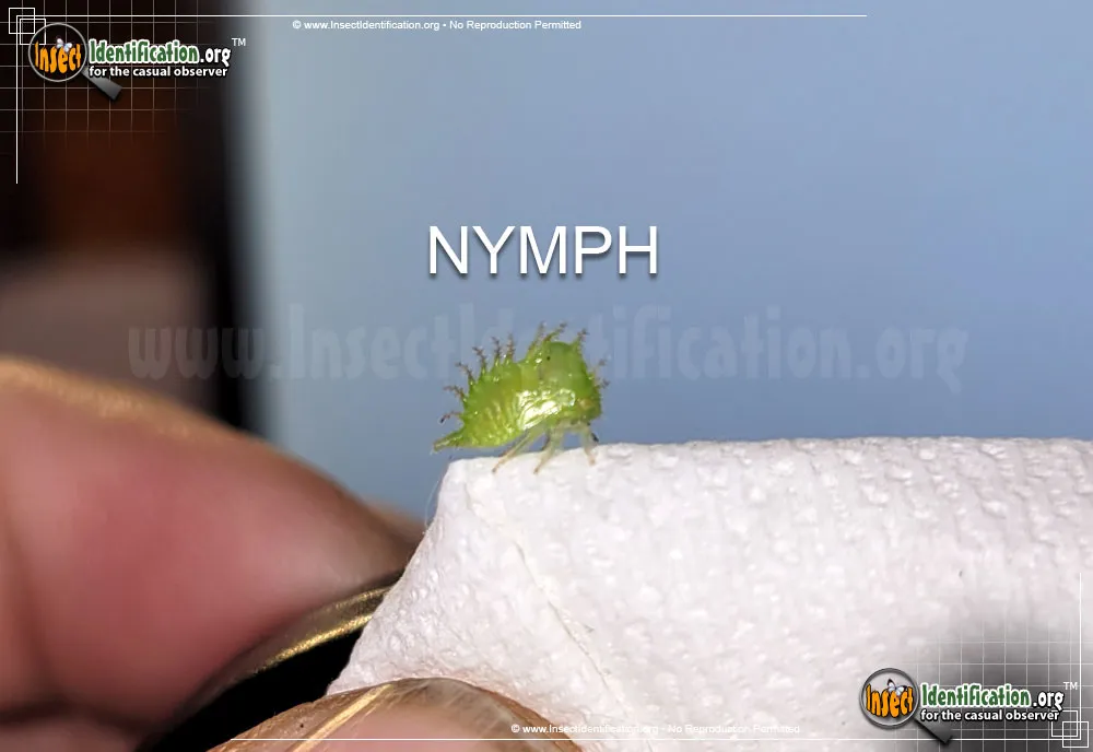Buffalo Treehopper - photo 7