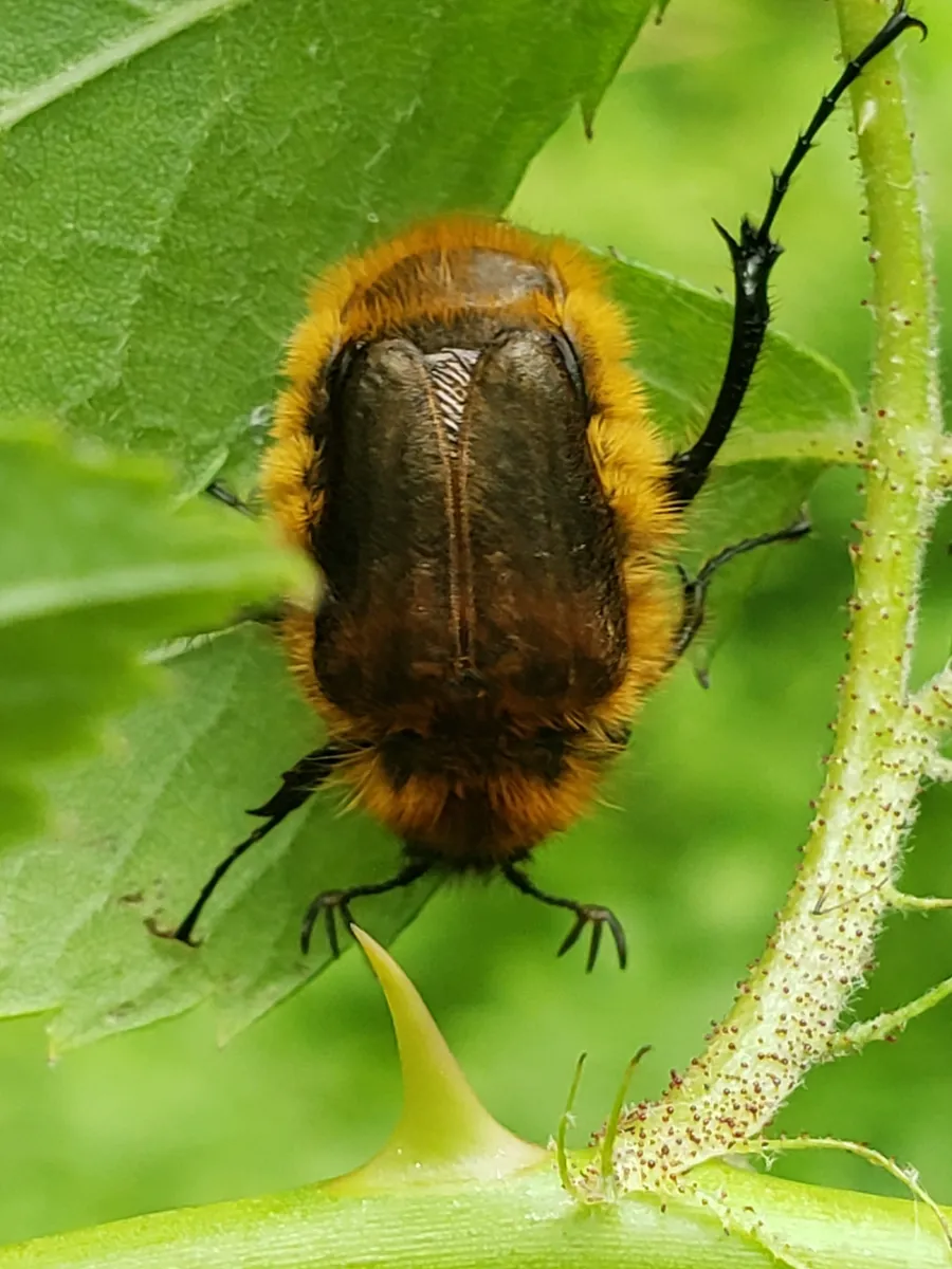 Bumblebee Scarab Beetle - photo 3