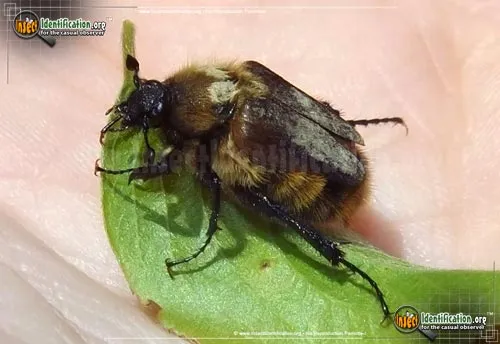 Bumblebee Scarab Beetle - photo 4