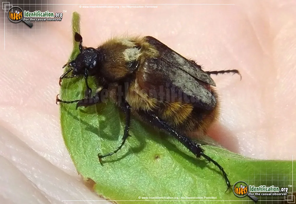 Bumblebee Scarab Beetle - photo 5
