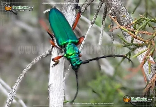 Bumelia Borer Beetle - photo 2