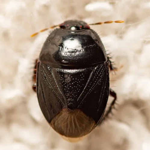 Burrowing Bug