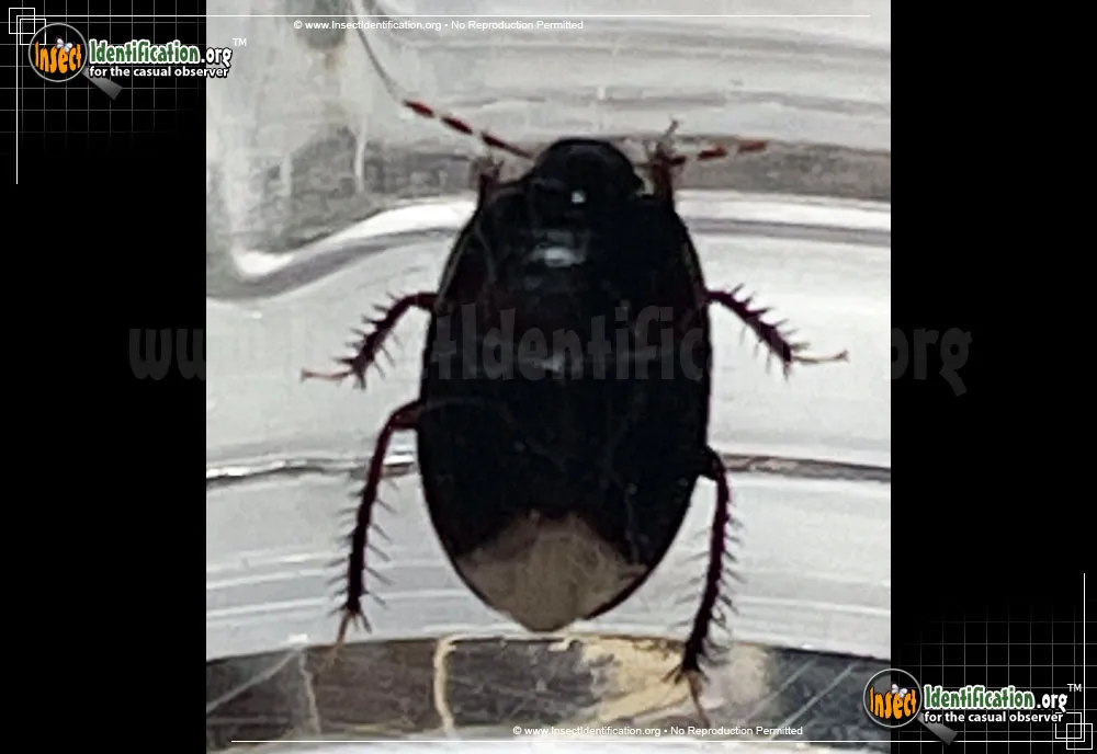 Burrowing Bug - photo 4