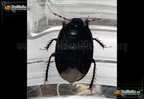 Burrowing Bug - photo 5