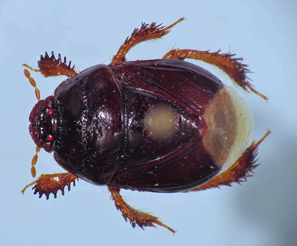 Burrowing Bug - photo 2