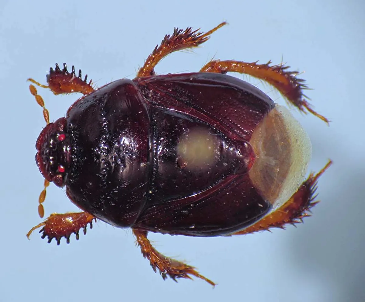 Burrowing Bug - photo 3