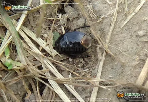 Burrowing Bug - photo 4