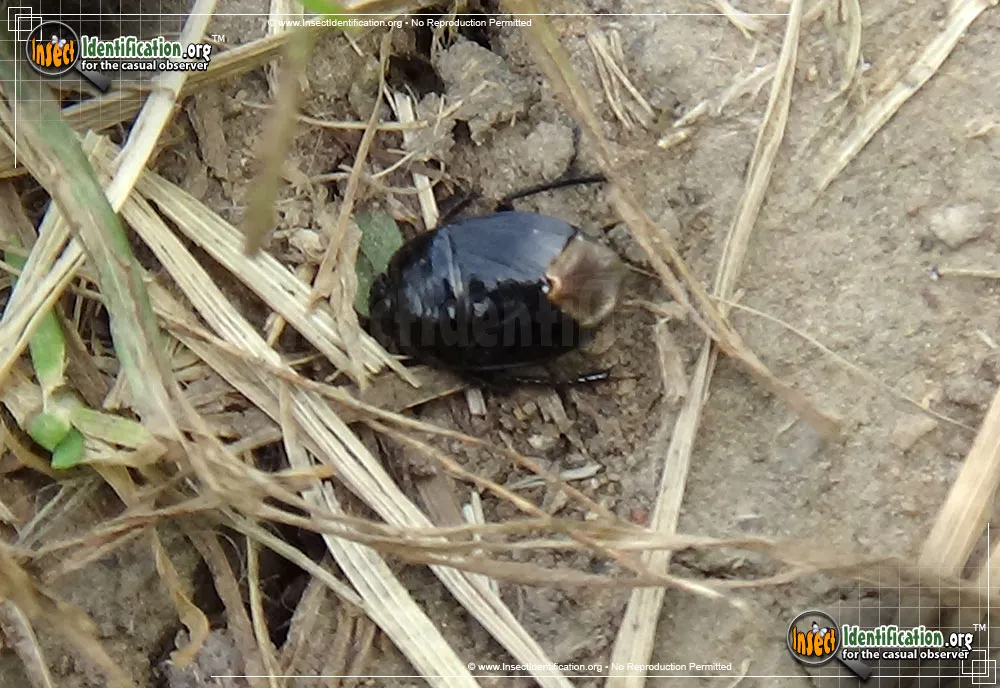 Burrowing Bug - photo 5