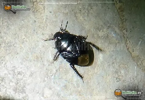Burrowing Bug - photo 6