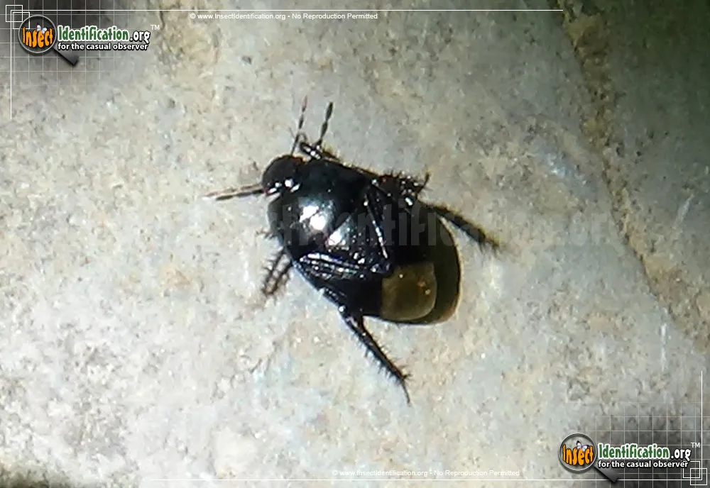 Burrowing Bug - photo 7