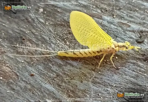 Burrower Mayfly - photo 2