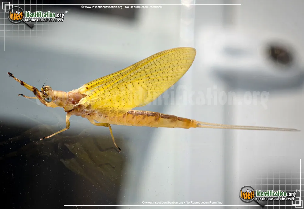 Burrower Mayfly - photo 3
