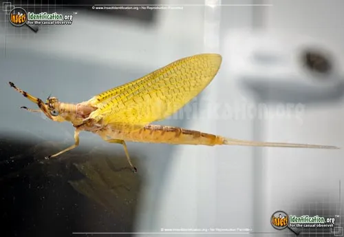 Burrower Mayfly - photo 4