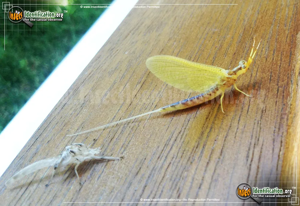 Burrower Mayfly - photo 5
