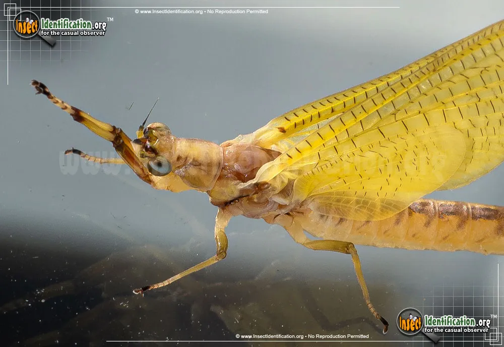 Burrower Mayfly - photo 7