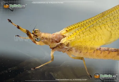 Burrower Mayfly - photo 8