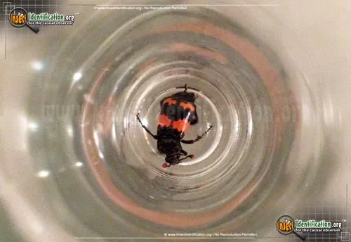 Burying Beetle - photo 2