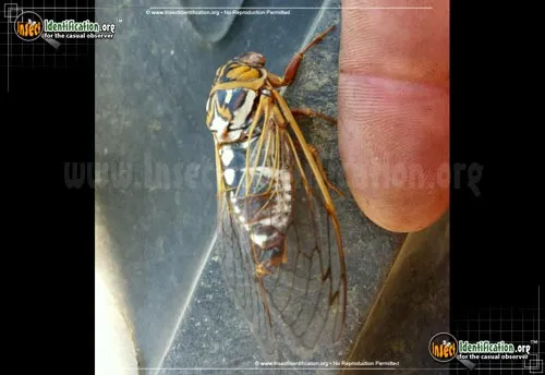 Bush Cicada - photo 2