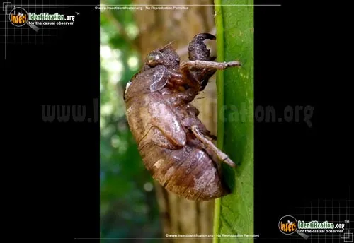 Bush Cicada - photo 4