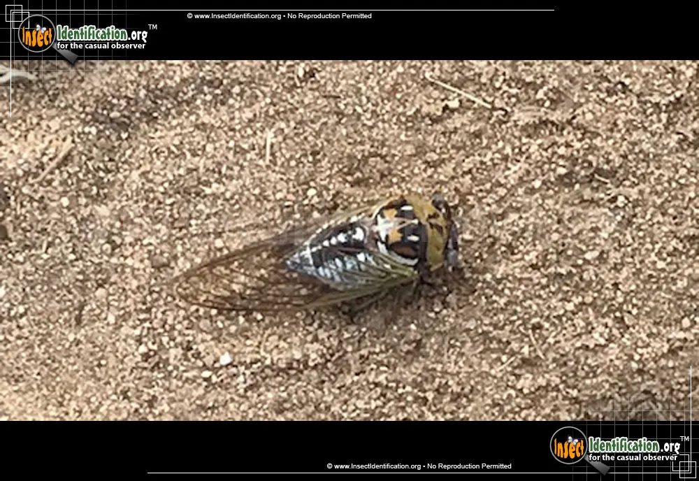Bush Cicada - photo 5