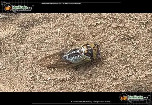 Bush Cicada - photo 6