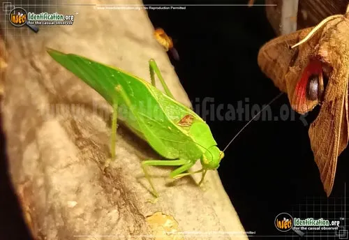 Bush Katydid - photo 2