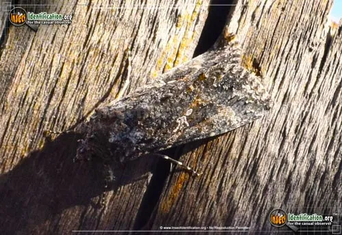 Cabbage Looper Moth - photo 4