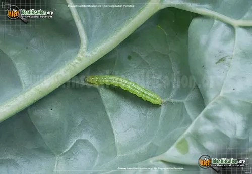 Cabbage Looper Moth - photo 6
