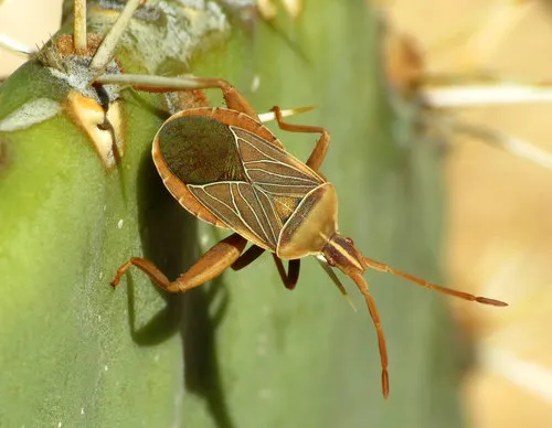 Cactus Coreid